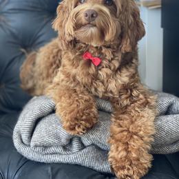 Bozya - Goldendoodle