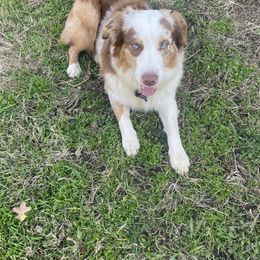 Tank - Australian Shepherd