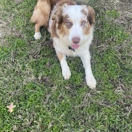 Tank - Australian Shepherd
