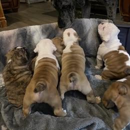 Bulldog Puppies from Semper Fi Bulldogs
