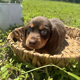 Dachshund Puppies from Suwannee River Doxies