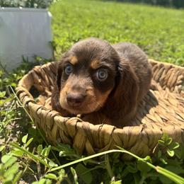 Dachshund Puppies from Suwannee River Doxies
