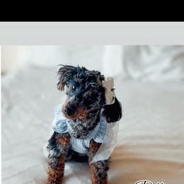 Polly - Poodle