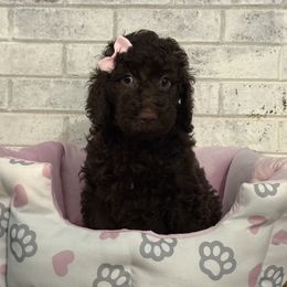 Girl 1 - female Poodle puppy in Snow Camp, North Carolina from Diamond D Poodles LLC