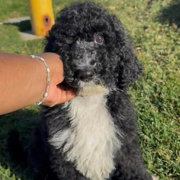 Tidings - Black male Poodle puppy in Corona, California from Garden Of Poodles
