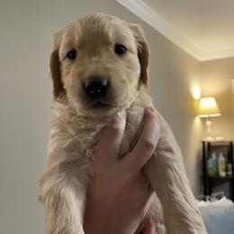 Golden Retriever Puppies from O’Shields Golden Paws
