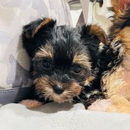 Yorkshire Terrier puppies from Broadway's Little Blessings