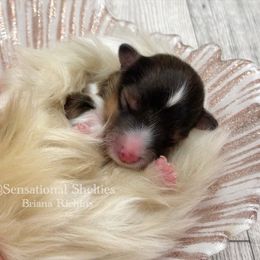 Shetland Sheepdog puppies from Sensational Shelties