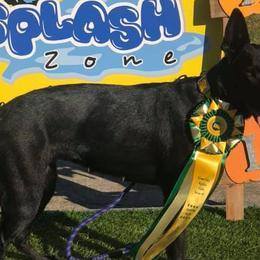 Molly - German Shepherd