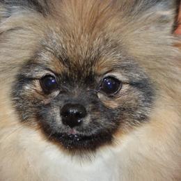 Cadence - Pomeranian