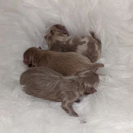 Pomeranian puppies from Chinita's Pom Poms