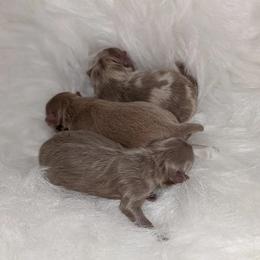 Pomeranian puppies from Chinita's Pom Poms
