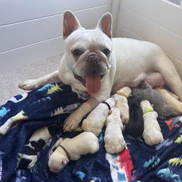 Cream (Green Collar) - Cream male French Bulldog puppy in Smithfield, North Carolina from Roughneck Frenchies
