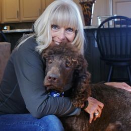 Poodles from Waggin Tails Poodles