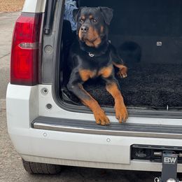 Melo - Rottweiler