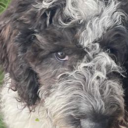 Chico - Aussiedoodle puppy from Kiki’s Doodles