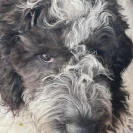 Chico - Aussiedoodle puppy from Kiki’s Doodles