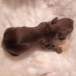 DBs Nikolaus Brass - Red male Dachshund puppy in Summerfield, Florida from D & B Ranchette