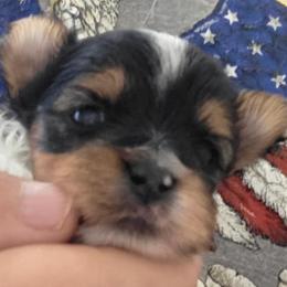 King - Black tan and white male Biewer Terrier puppy in Jamesville, New York from Mark Carfagno's Pups