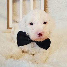 Charlie - White male Bernedoodle puppy in Elkhart, Iowa from Quality Iowa Doodles