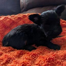 Tootles - Black and gold male Yorkshire Terrier puppy in Gatesville, Texas from KontryKritterz Yorkies