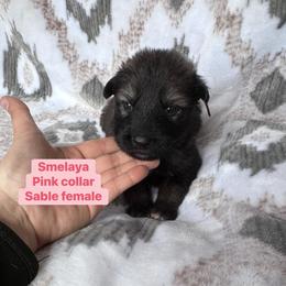 Smelaya - Sable female German Shepherd puppy in New Cambria, Missouri from Des Hausraben Shepherds