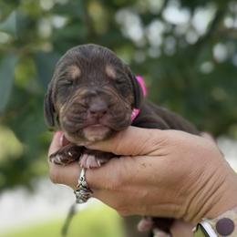 Dark Pink - female Bloodhound puppy in Lynchburg, Virginia from Bloodhound Life