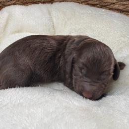 Rooney - Chocolate and tan male Dachshund puppy in Wallingford, Kentucky from Hensley Homestead Dachshunds