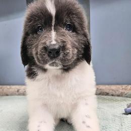 Lou Lou - White and gray female Newfoundland puppy in Ohio from Vermillion Newfoundlands