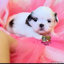 Opal - Sable and white female Shih Tzu puppy in Walkertown, North Carolina from Lil’ Bit’s Shih Tzu
