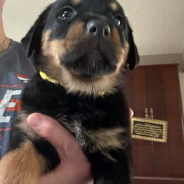 Yellow girl - Black and mahogany female Rottweiler puppy in Colorado Springs, Colorado from Von Locher Rotties