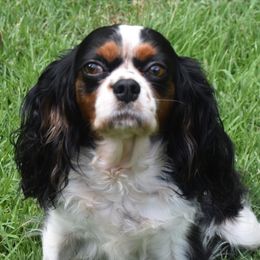 Oreo - Cavalier King Charles Spaniel