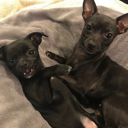 Chihuahuas from Lake County Chihuahuas