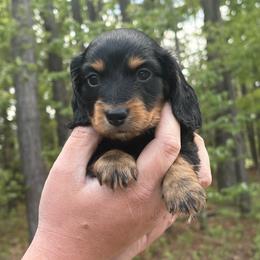 Roscoe - Black and tan male Dachshund puppy in Dinwiddie, Virginia from White Oak Kennels