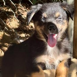 Marvel - Black tri male Miniature Australian Shepherd puppy in Patterson, North Carolina from DreamLine Aussies