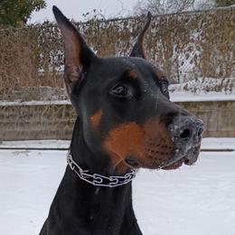 Doberman Pinscher puppies from Aiba Doberman's