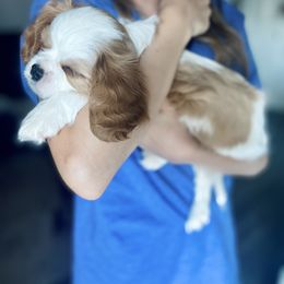 Cavalier King Charles Spaniel Puppies from Parks Cavaliers