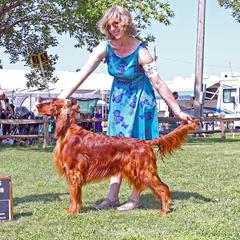 Eleanor - Irish Setter
