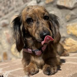AKC Cream Brindle Dapple Female - Dapple female Dachshund puppy in Horizon City, Texas from Willipaws