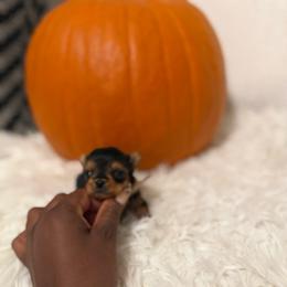 Sugar (Tiny)  (apricot collar) - Black and tan female Yorkshire Terrier puppy in Selden, New York from Alisha's Yorkshire Terriers