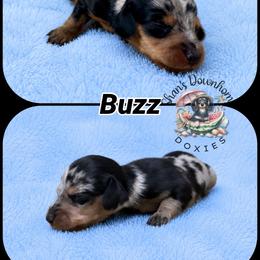 Buzz - Dapple male Dachshund puppy in Hockley, Texas from Shans Down Home Doxies
