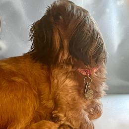 Shih Tzus from STORM'S CAPONE  AKC QUALITY SHIH TZU'S
