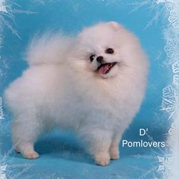 Angel - Pomeranian