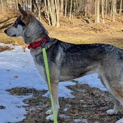 Northern Inuit Dog puppies from Squam River American Northern Inuit Dogs