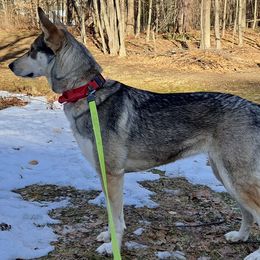 Northern Inuit Dog puppies from Squam River American Northern Inuit Dogs