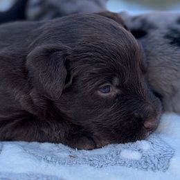 Triton - Brown and white male Aussiedoodle puppy in Hempstead, Texas from Young Gun Aussies
