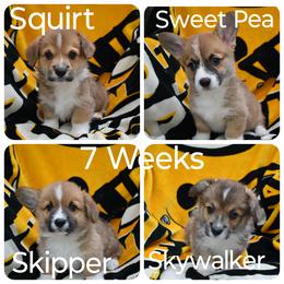Pembroke Welsh Corgi Puppies from Bottom Of the Thumb Pembroke Corgis