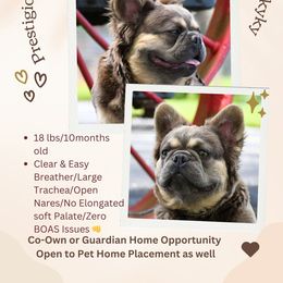 Pawdrea - French Bulldog puppy in Tennessee from Prestigious K9