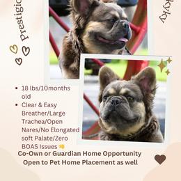 Pawdrea - French Bulldog puppy in Tennessee from Prestigious K9
