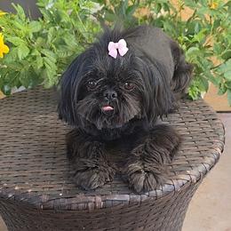 Bonita - Shih Tzu